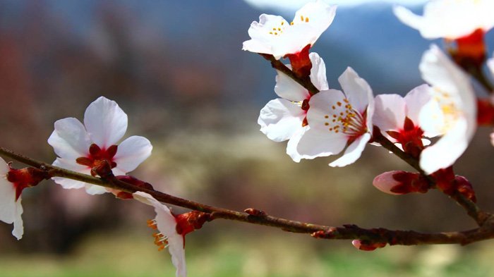 Peach Blossom in Nyingchi