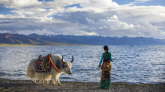 Take a photo with Tibetan Yaks in Namtso Lake
