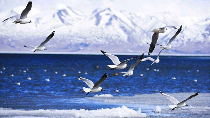 The migrating species all flock to Tibet in winter.