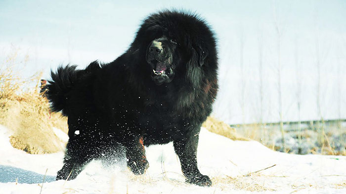 where do tibetan mastiff puppies live