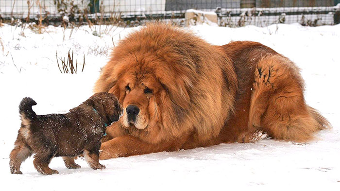 tibetan mastiff in action