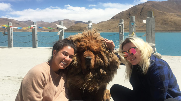 Tibetan Mastiff at Yamdork Lake