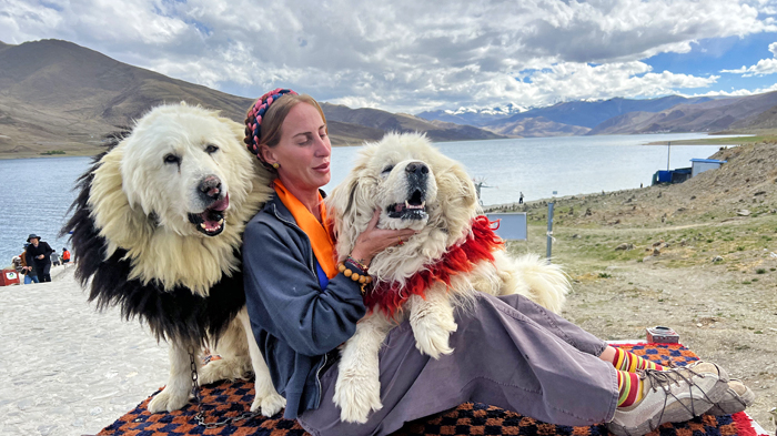 take photos with friendly Tibetan mastiffs at Yamdrok Lake