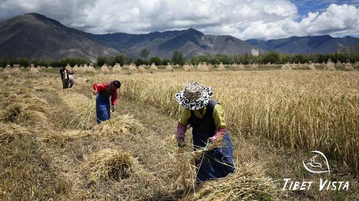 Highland barley, the soul grain of Tibet
