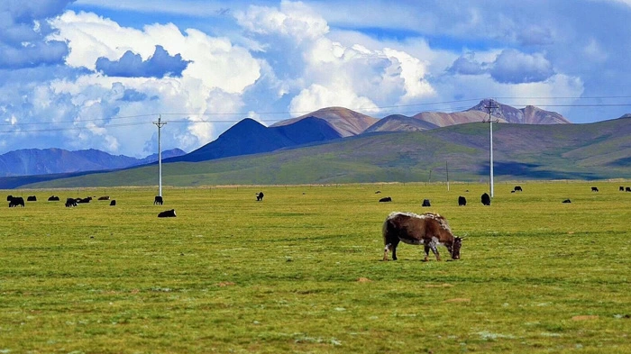 Qiangtang grasslands in nagqu
