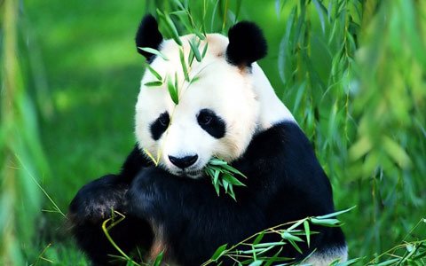 The Ultimate Guide to Sichuan: Tibet Overland Tour