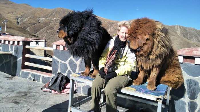 tamed Tibetan mastiffs