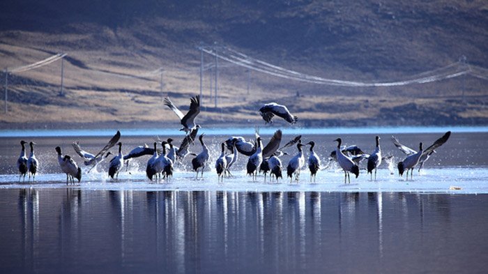wildlife in Lhalu Wetlands