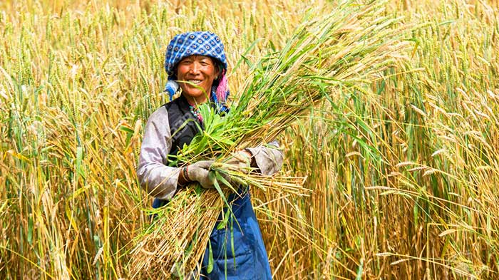  Tibetan Agriculture 