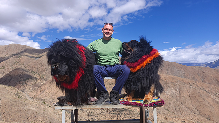 Tibetan mastiff