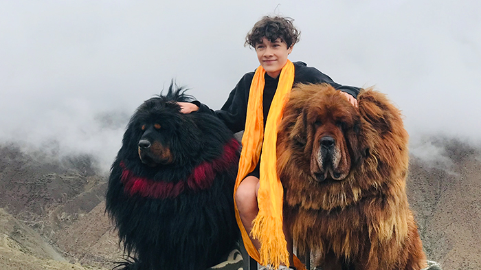 Fun Facts about Tibetan Mastiff Guide for Interacting on a Tibet Tour