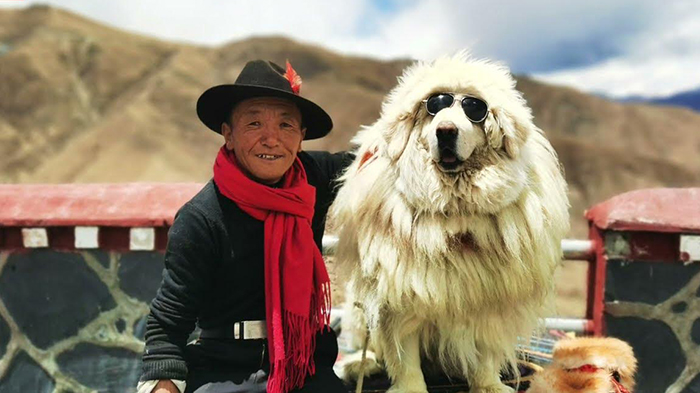 Tibetan Mastiff with Owner