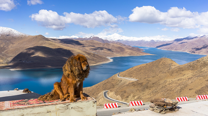 Tibetan Mastiff Near Yamdro Lake