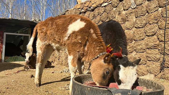 Little Yaks in a Tibetan Village