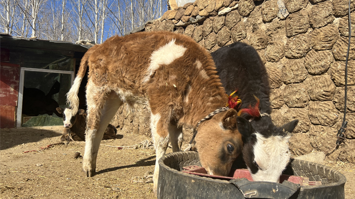 Tibetan Village Yak Dung Wall