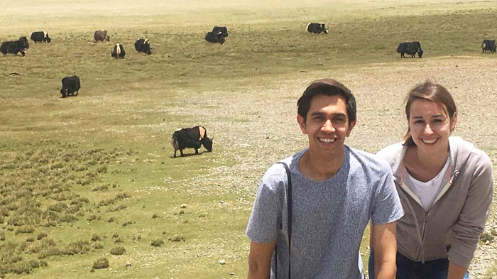  Tibetan yaks and meadows in Summer 