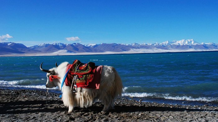Tibet Namtso Lake in September