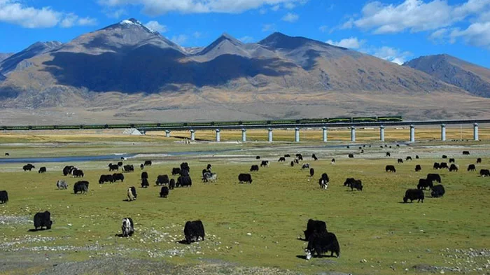 Visit Tibet by Qinghai-Tibet train