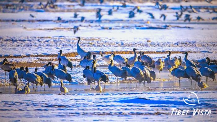 Tibet Winter Birding Tour
