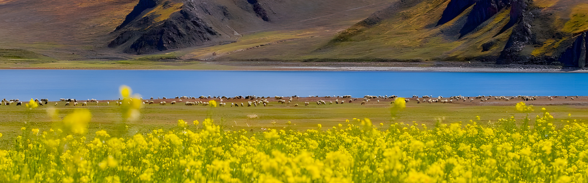 admire sapphire yamdrok lake and grazing sheep in autumn in tibet