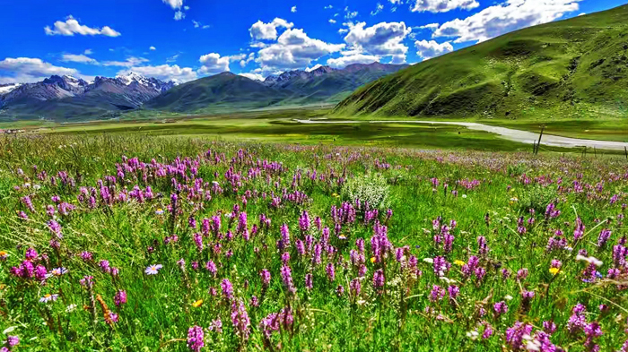 The lush grasslands of Bangda