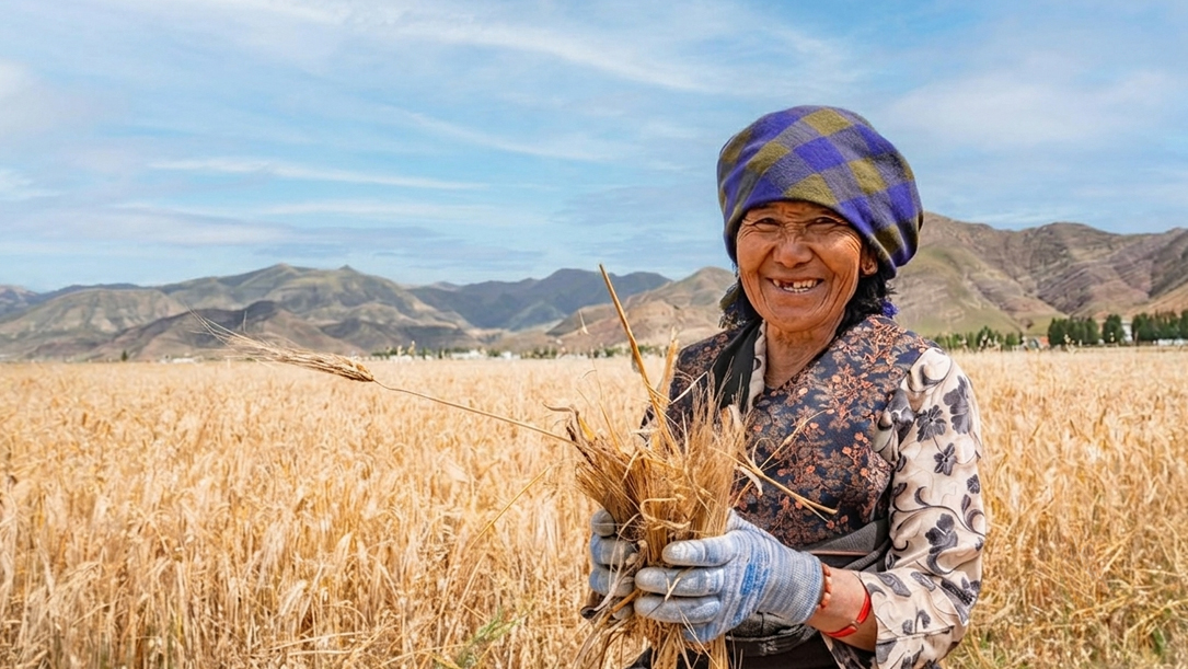 experience golden barley fields harvest in shigatse in autumn