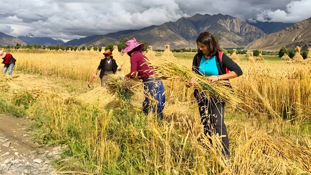experience golden barley field harvest season in autumn in tibet