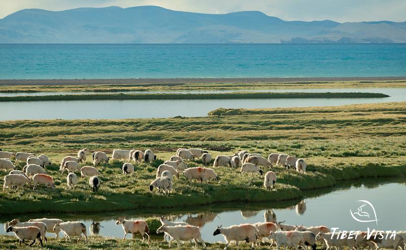 Explore the vast grasslands and nomadic regions around Namtso Lake