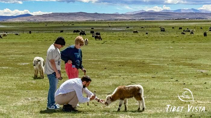 feed lovely baby tibetan yaks