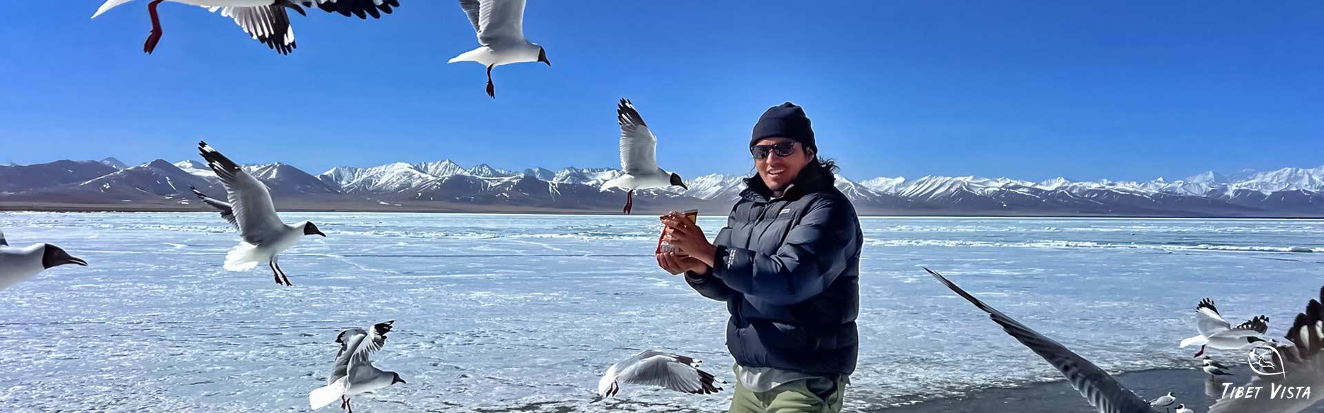 feed black-headed gulls at namtso lake in jan