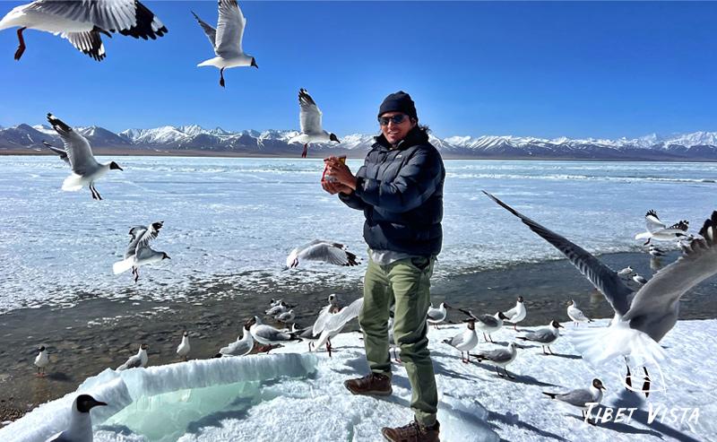Feed Black-headed Gulls at Namtso Lake in Winter