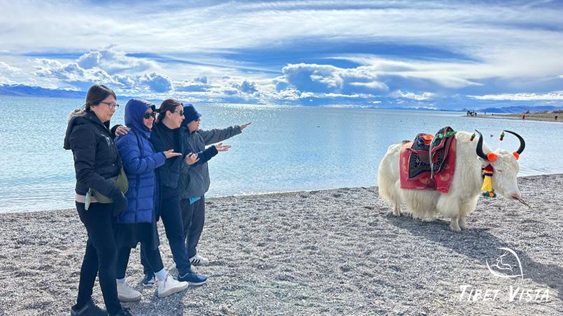 first encounter with tibetan yak at namtso lake
