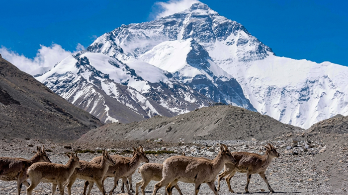 A group of young Himalayan blue sheep around Mount Everest in Tibet