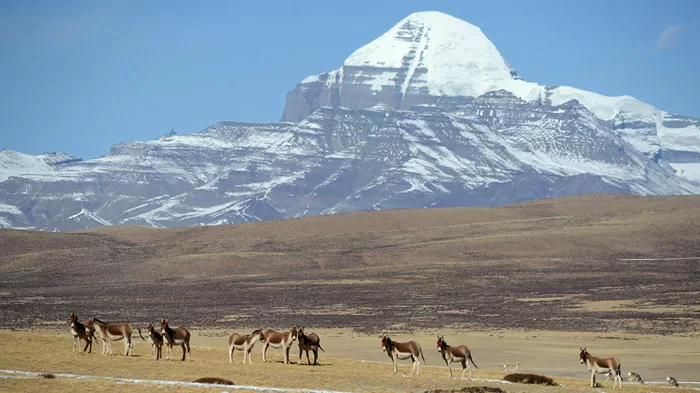 Tibetan wild Donkeys of Mount Kailash