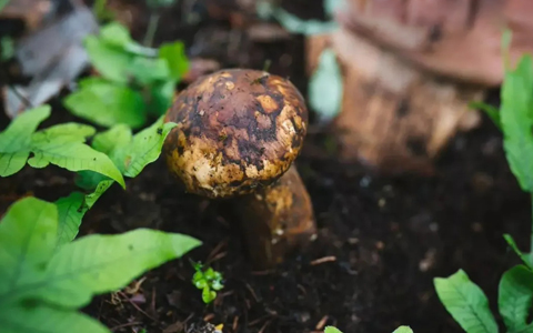 Linzhi Mushroom: Why Famous? How to Enjoy It During Nyingchi Tour 