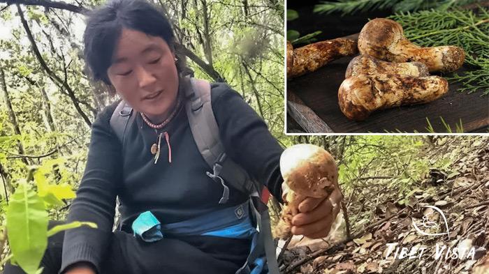 The local Tibetans are foraging wild edible mushrooms in the dense forest of Nyingchi