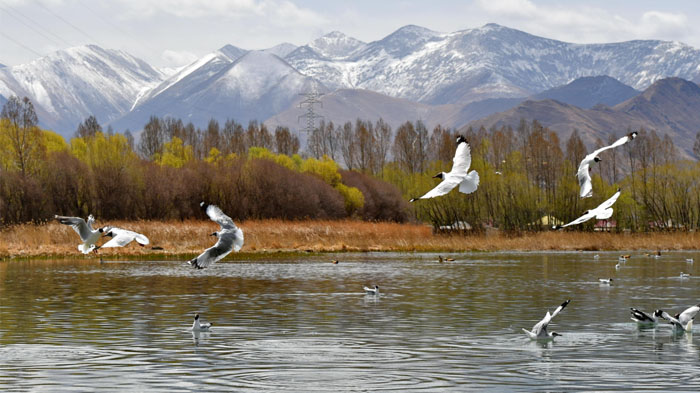 Migratory birds in Lalu Wetland