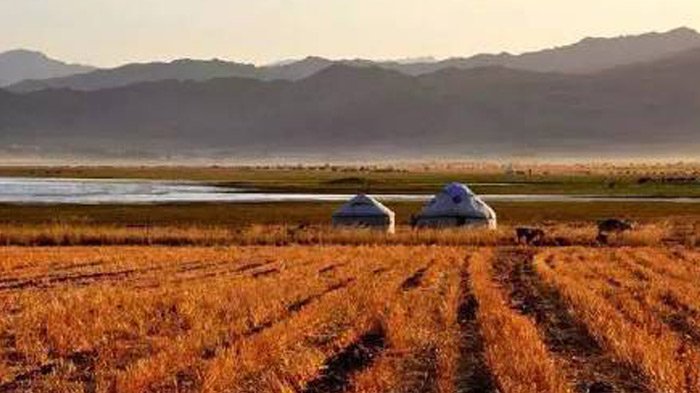 tents on golden grassland 