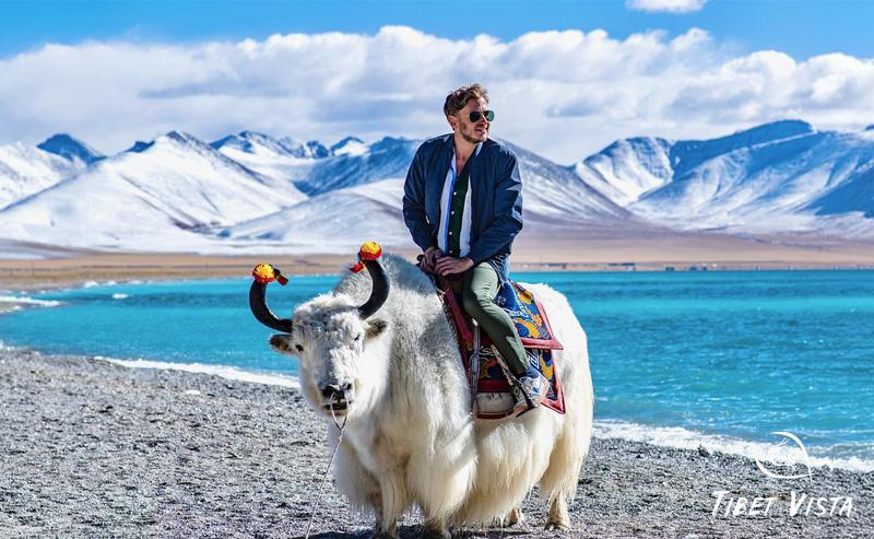 Ride on the iconic Tibetan Yaks around the Lakeshore of Namtso Lake