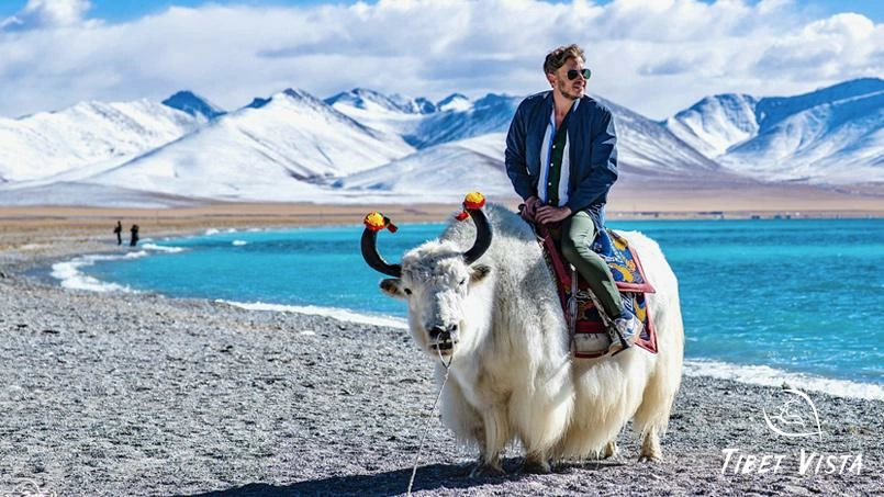 ride on adorable well adorned tibetan yak at namtso lake