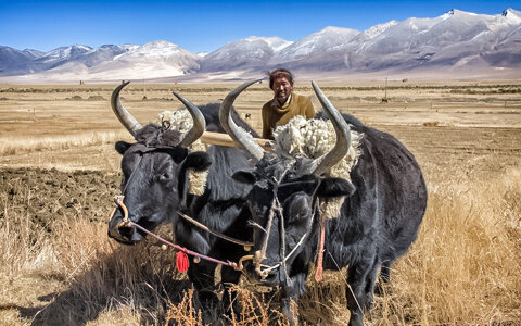 Tibetan Yaks: A Complete Guide to Yaks' Role in Tibetan Culture, Religion, and Daily Life