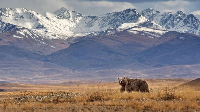 A powerful Himalayan brown bear in the remote Everest region of Tibet