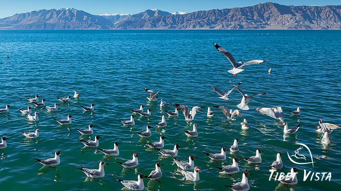 Birds at Pangong Lake