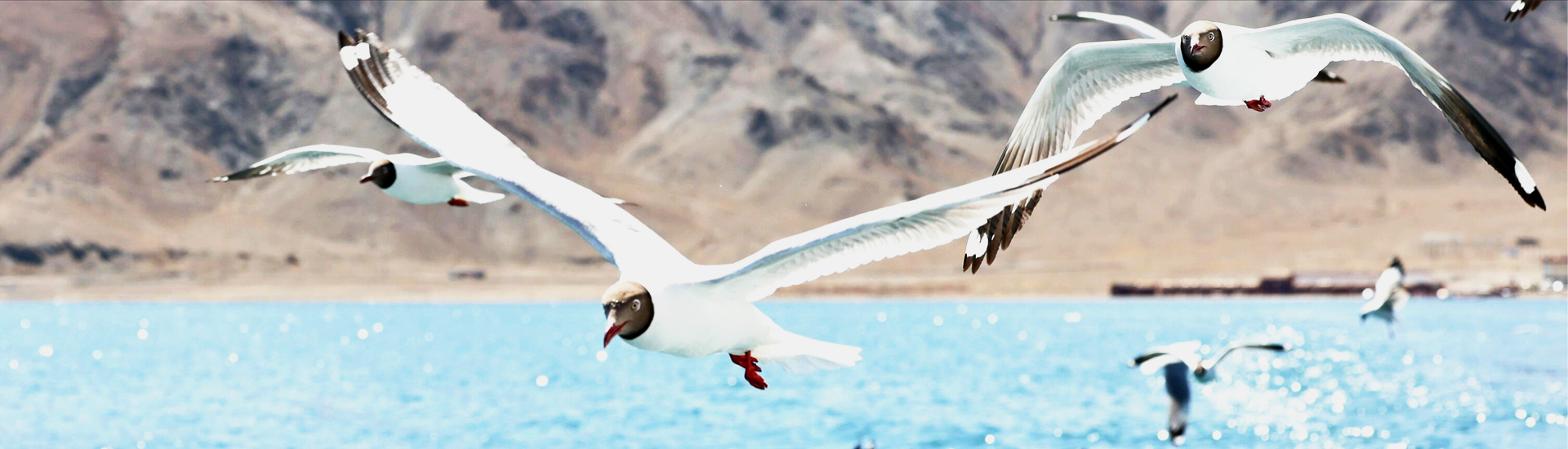 Birds at Pangong Lake