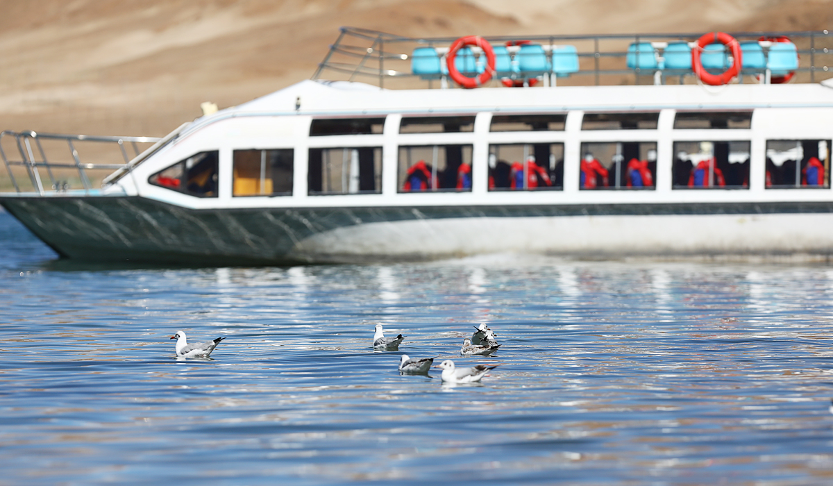 Birds at Pangong Lake
