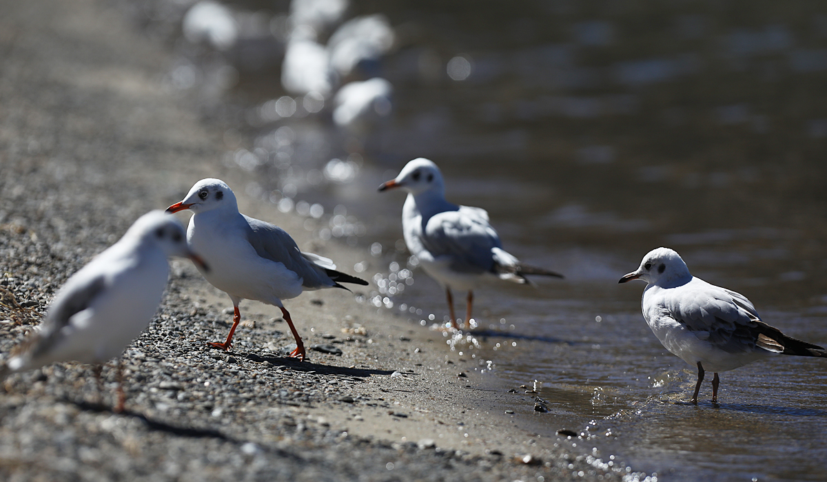 Birds at Pangong Lake