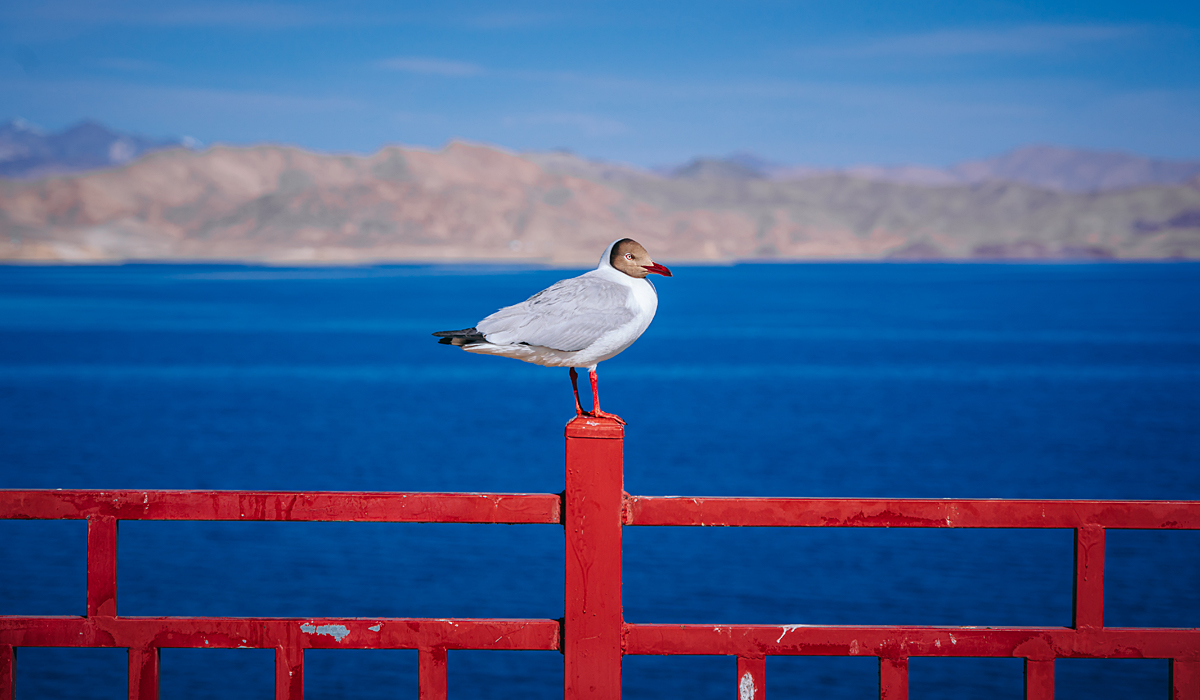 Birds at Pangong Lake