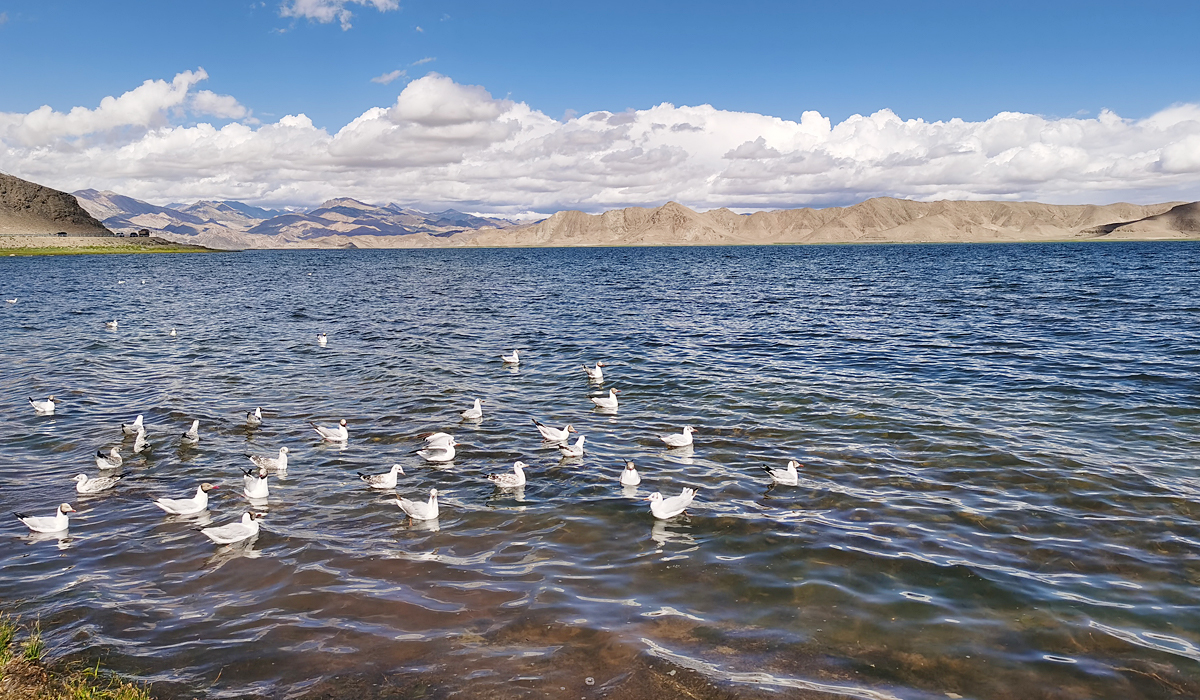 Birds at Pangong Lake