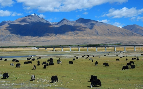 Tibet Train Tour in Four Seasons: Find the Best Time for Tibet Train Journey