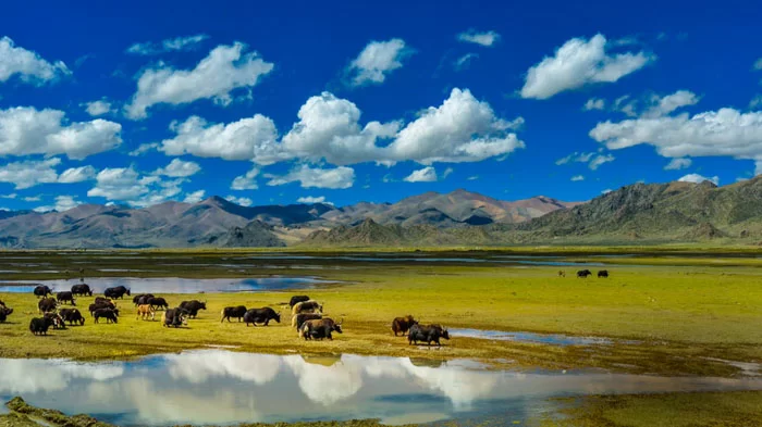 Visit Northern Tibetan Grassland